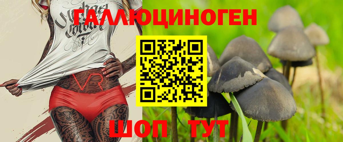 Псилоцибиновые грибы Psilocybe Новочеркасск